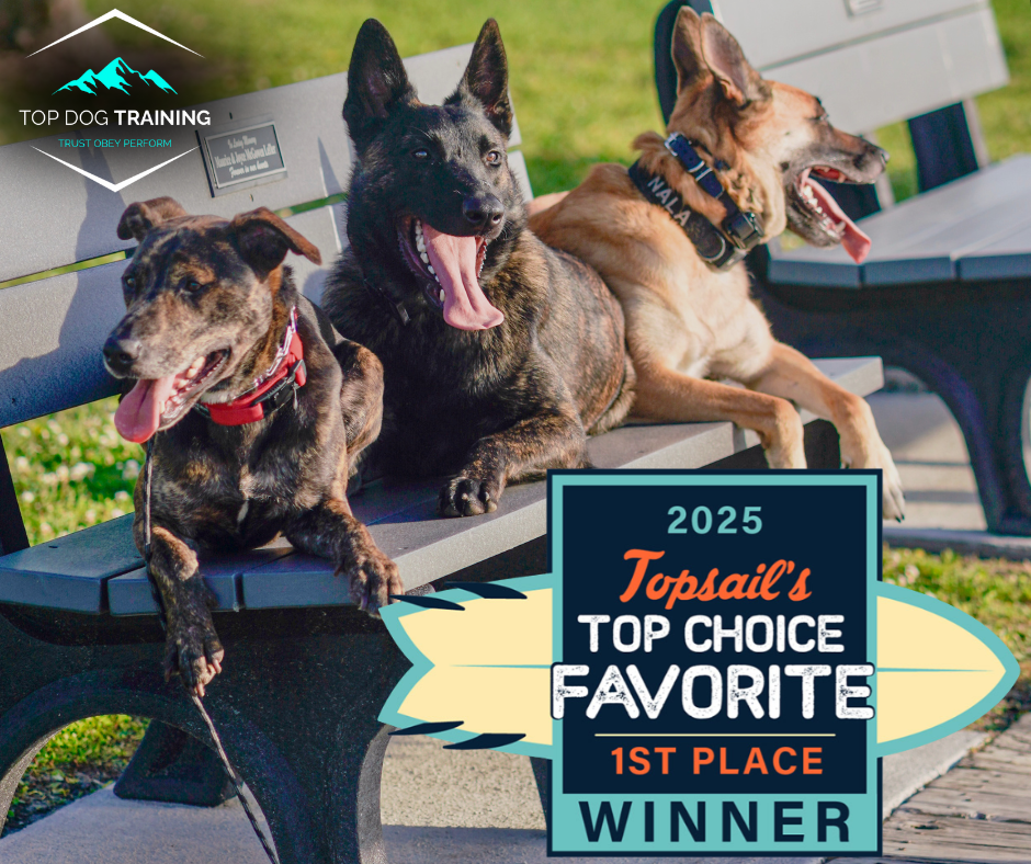 Three dogs resting together on a bench, with TOP Dog Training branding and the Topsail award badge