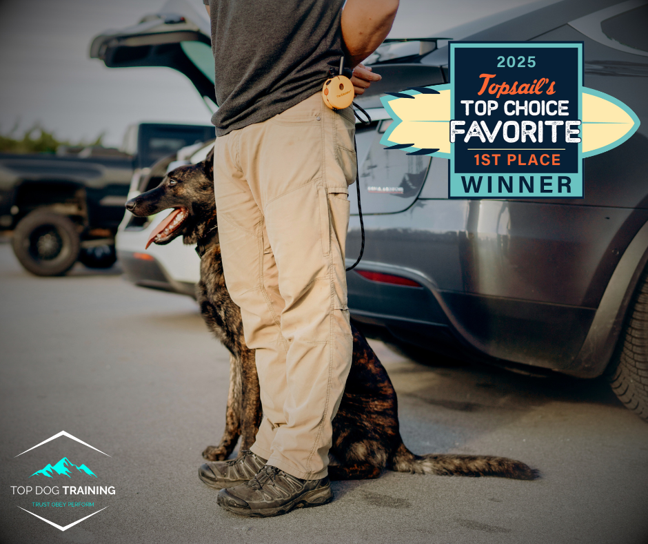 Dog beside a handler near parked vehicles, with TOP Dog Training branding and the 2025 Topsail first-place award badge